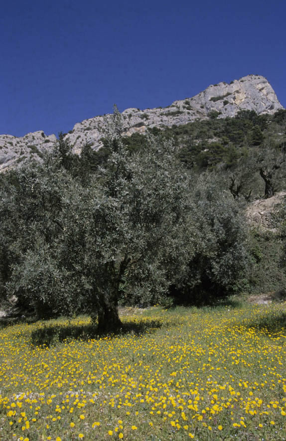 drome provencale